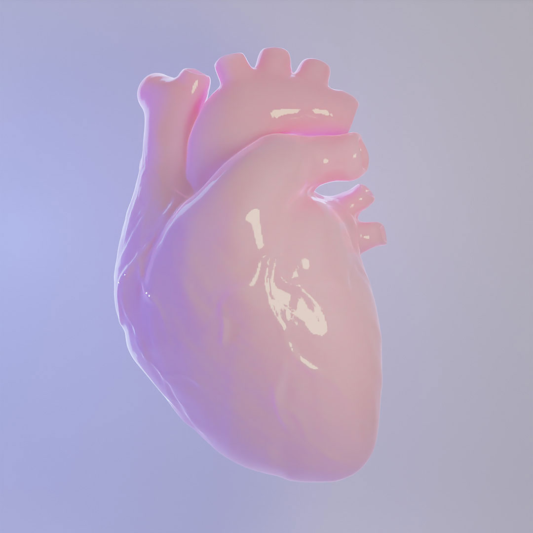 Human Heart