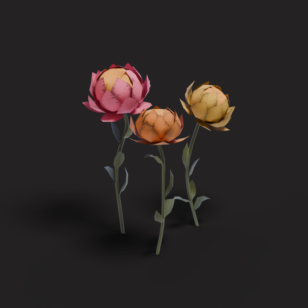 Three strawflowers in different colors and with different heights